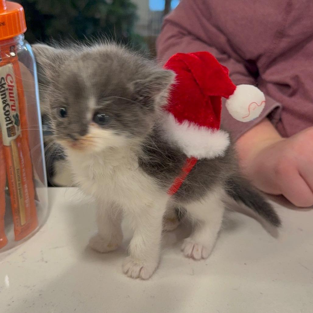 King George Iii thumbnail 7