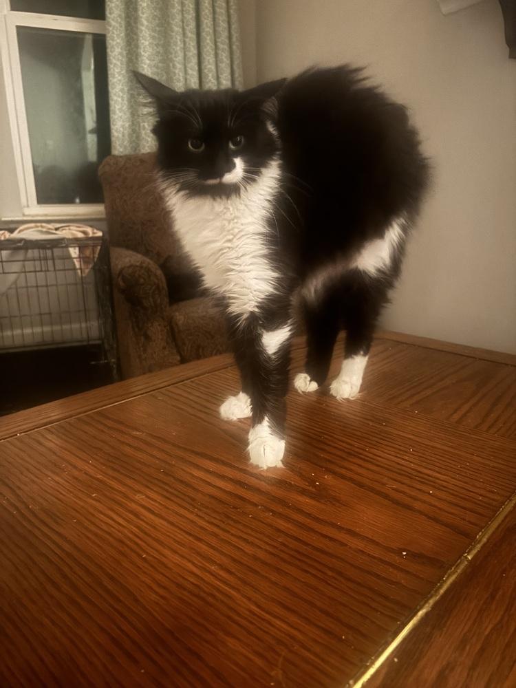 Gangster, Adoptable, Adult Female Domestic Long Hair.