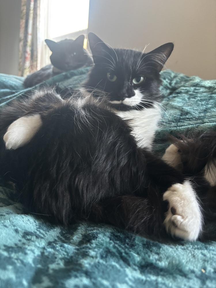 Gangster, a Adoptable Domestic Long Hair in Salisbury, NC image 2/2