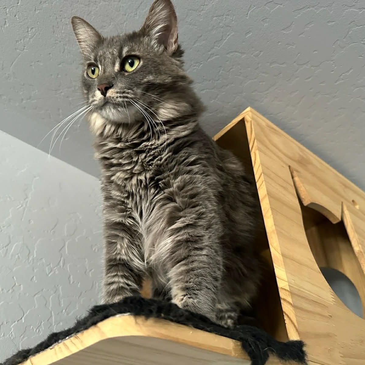 Gordo, Adoptable, Young Male Tabby.
