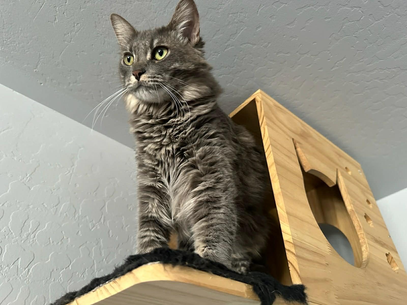 Chunky AKA Gordo, a Adoptable Tabby in Tehachapi, CA image 4/5