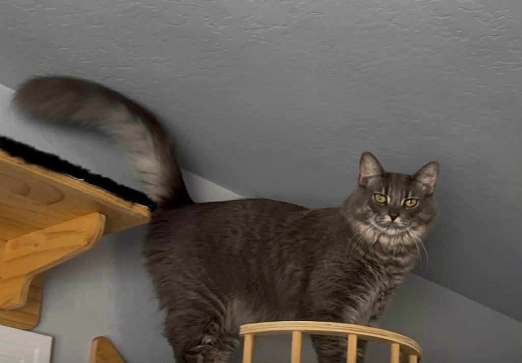 Chunky AKA Gordo, a Adoptable Tabby in Tehachapi, CA image 5/5