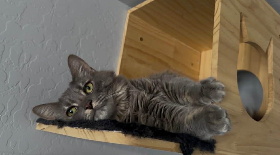 Chunky AKA Gordo, a Adoptable Tabby in Tehachapi, CA image 1/5