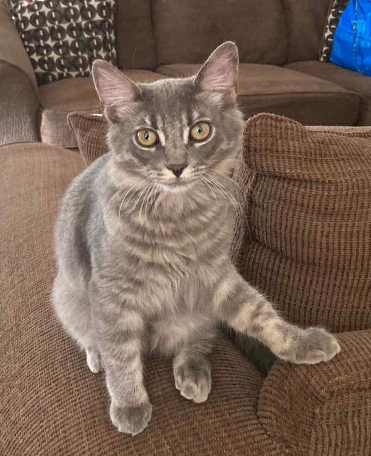 Chunky, a Adoptable Tabby image 1/2