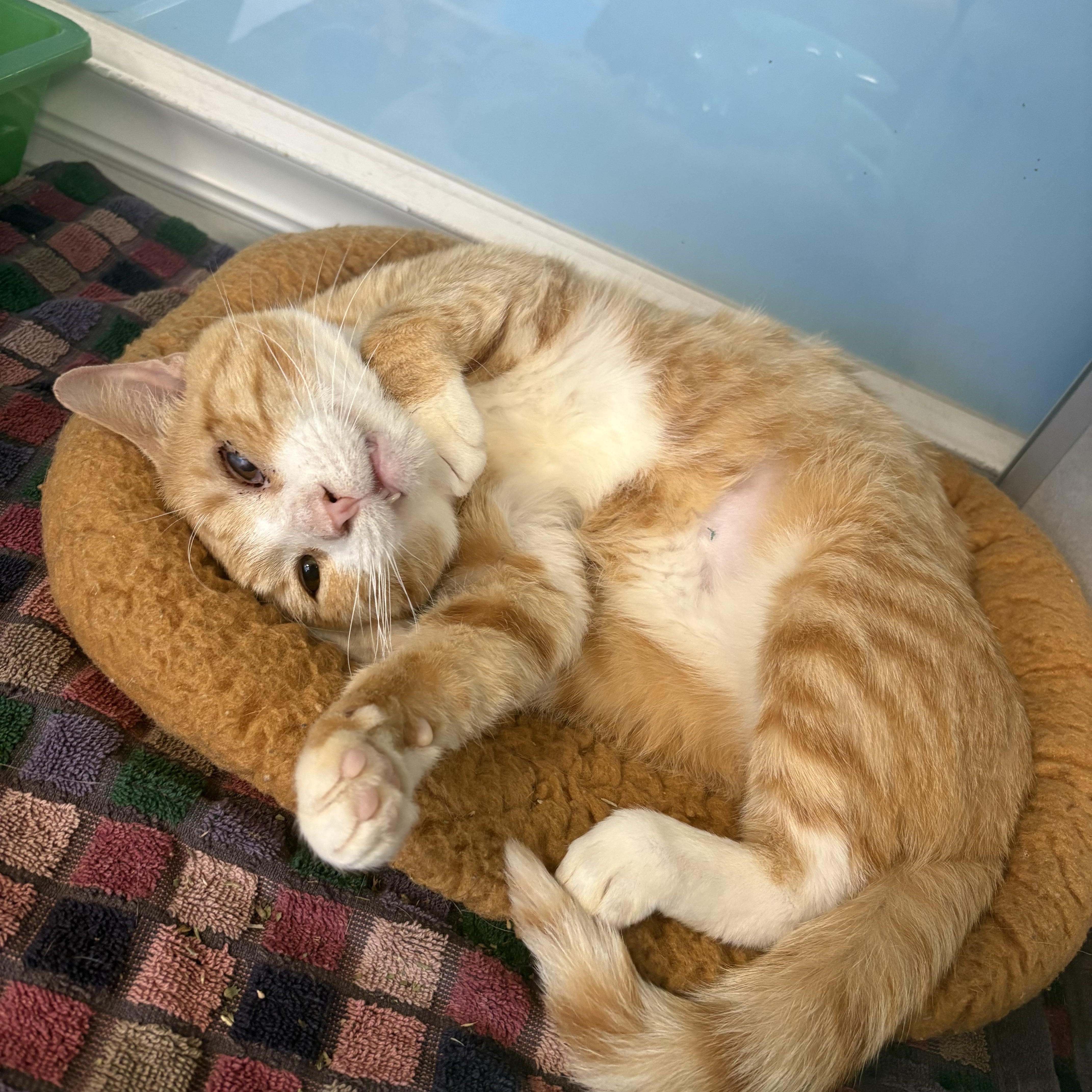 Tacky, a ADOPTABLE Domestic Short Hair in Bear, DE image 4/4