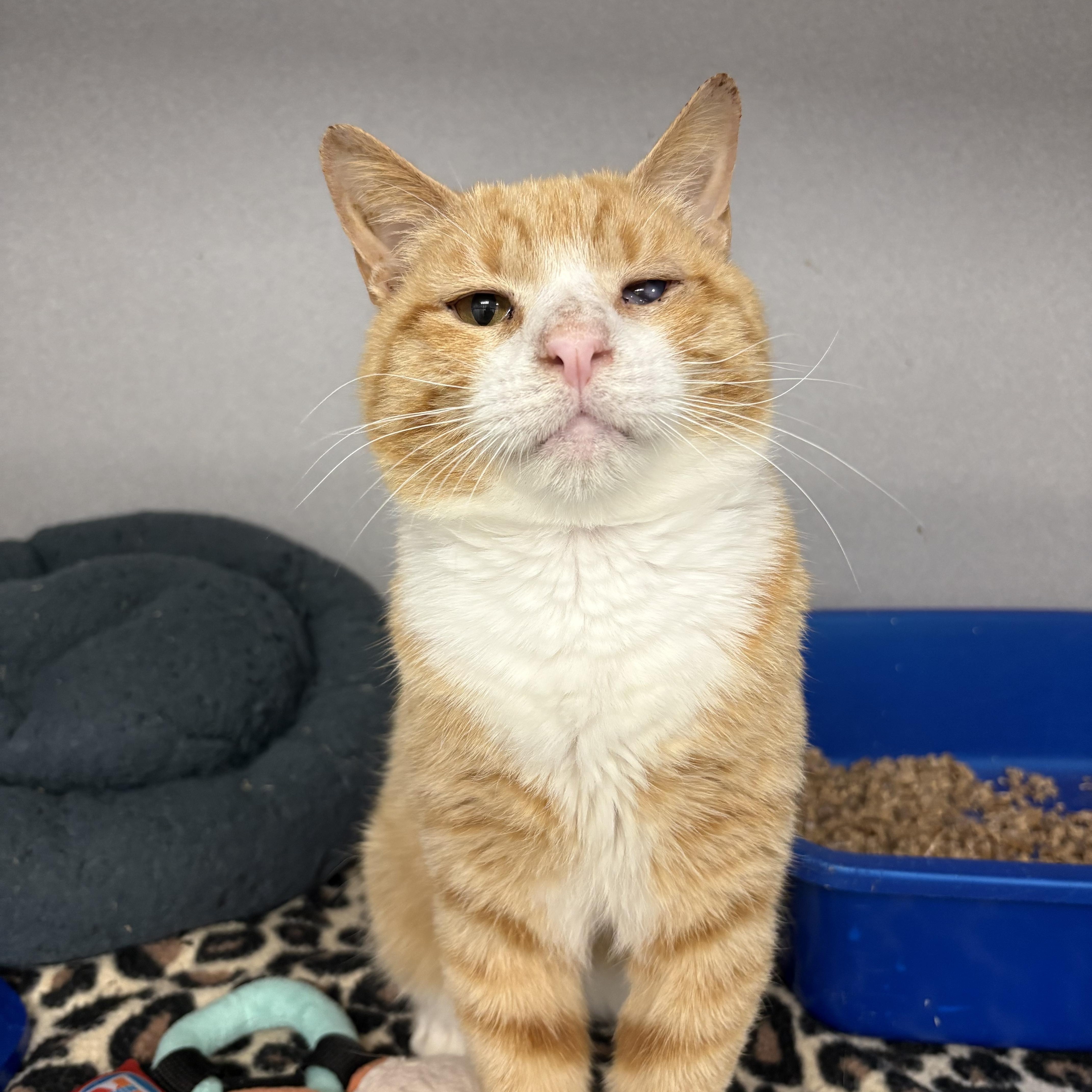 Tacky, a ADOPTABLE Domestic Short Hair in Bear, DE image 3/4