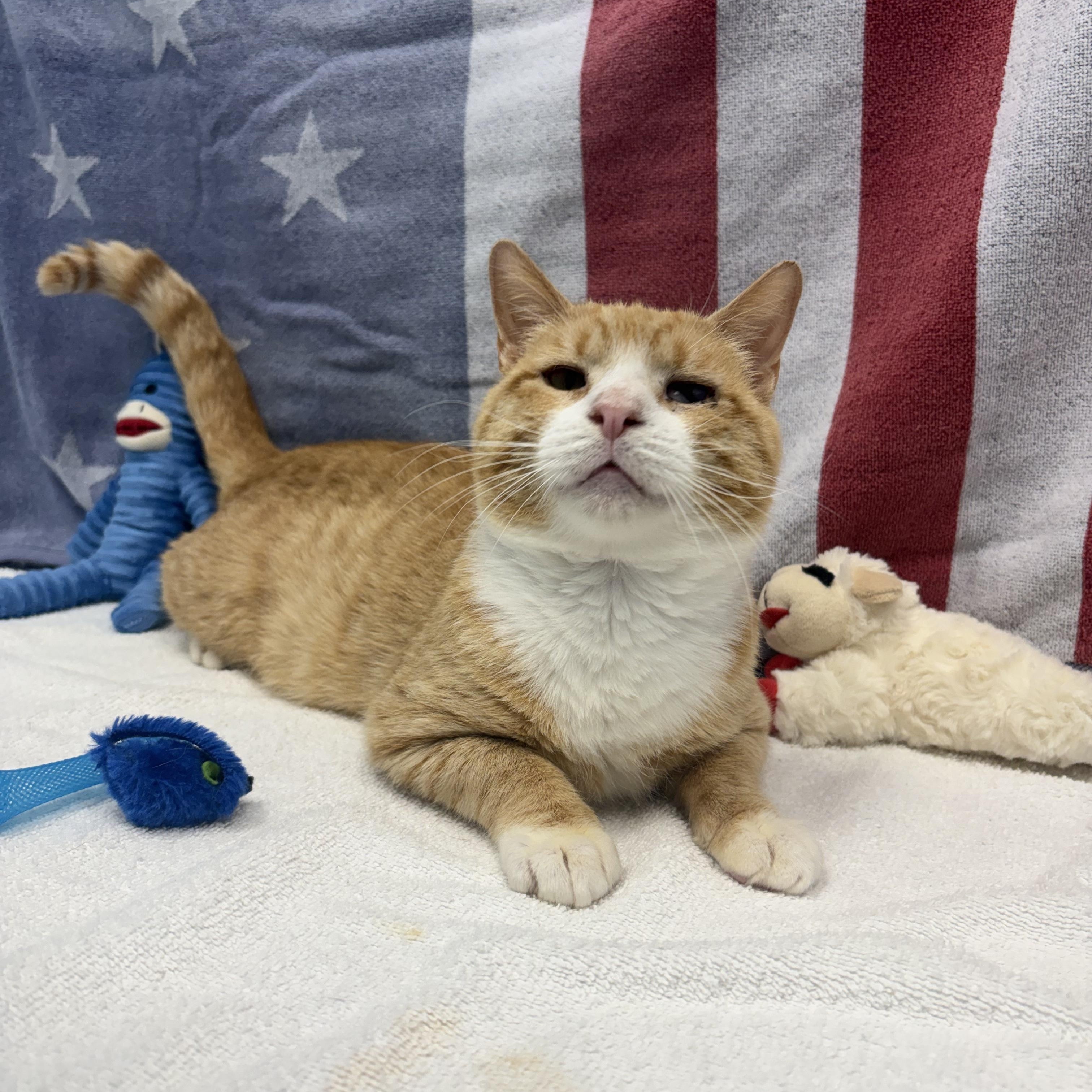 Tacky, a ADOPTABLE Domestic Short Hair in Bear, DE image 2/4