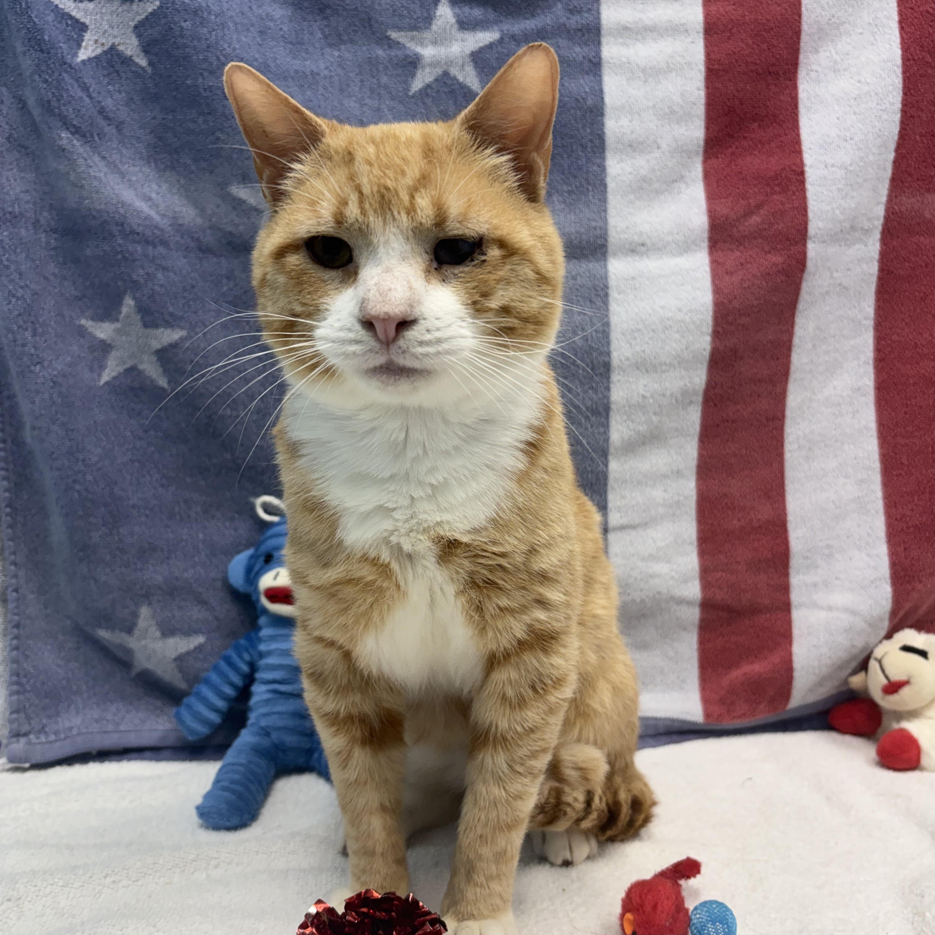 Tacky, ADOPTABLE, Young Male Domestic Short Hair.