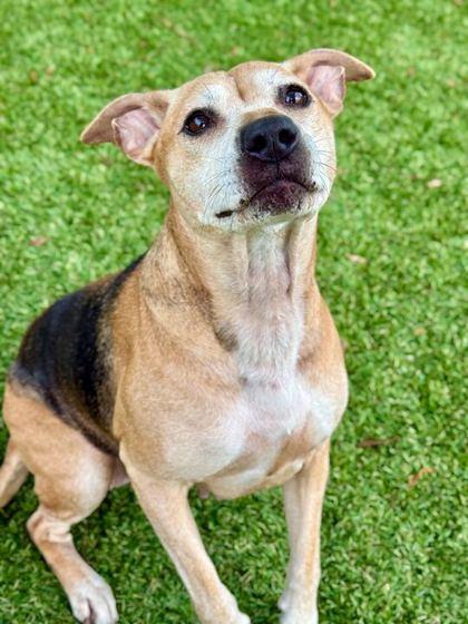 Spaghetti - 2, Adoptable, Adult Female Mixed Breed & Mixed Breed.