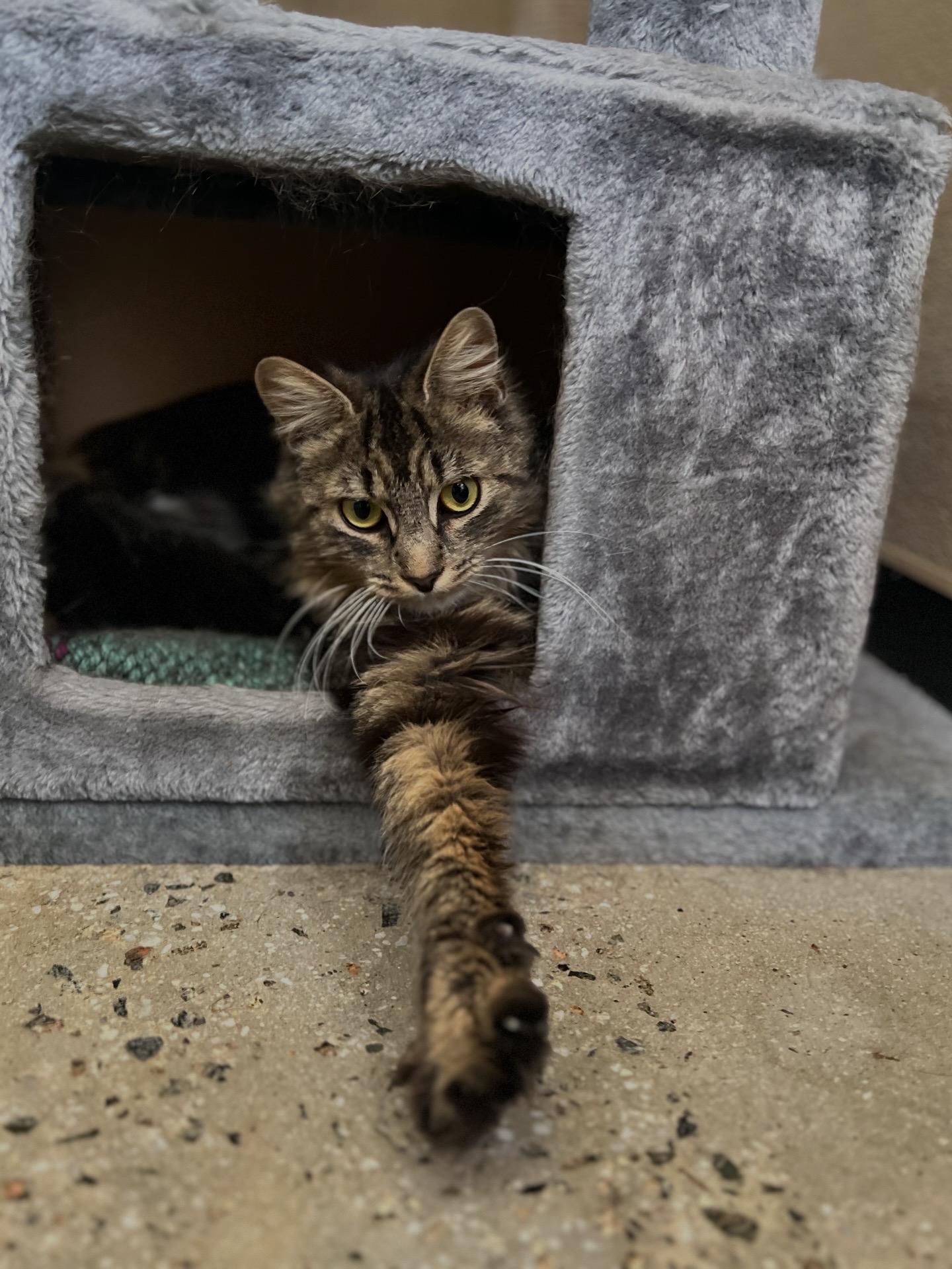 Marilu, an adopted Tabby in New Rochelle, NY image 4/5