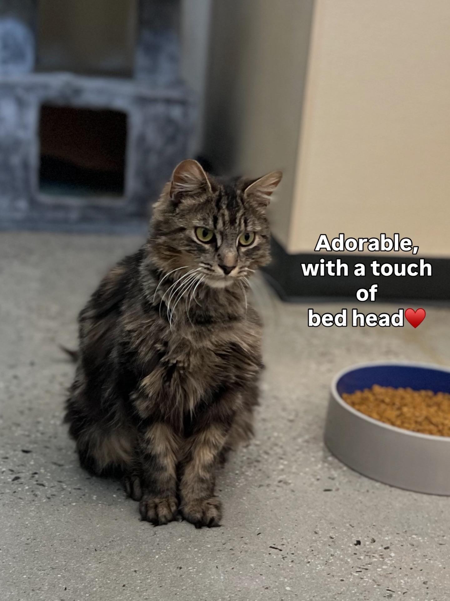 Marilu, an adopted Tabby in New Rochelle, NY image 5/5