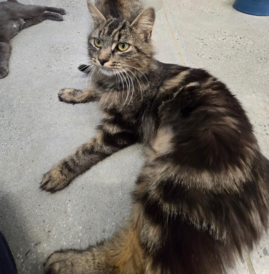 Marilu, adopted, Young Female Tabby.
