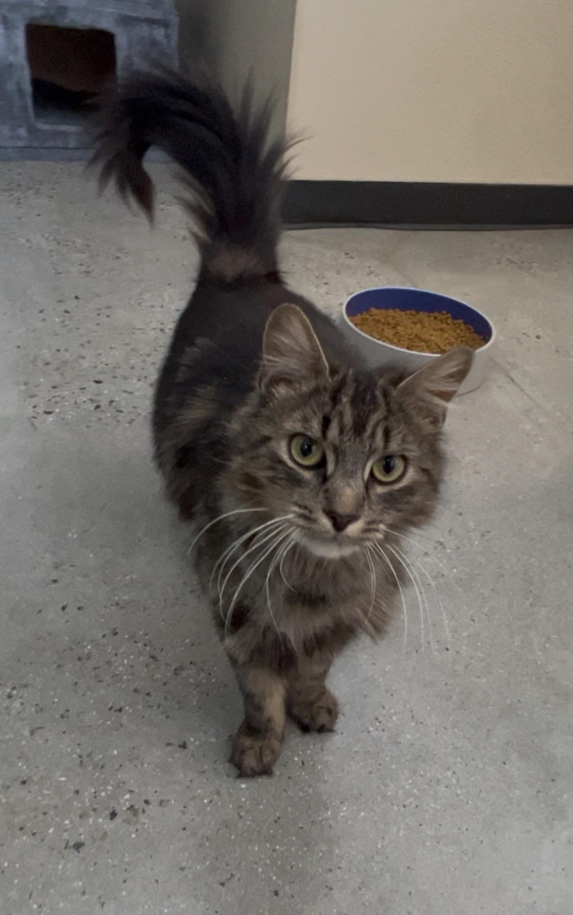 Marilu, an adopted Tabby in New Rochelle, NY image 3/5
