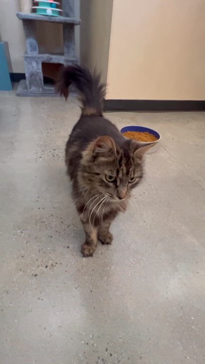 Enlarge Marilu, an adopted Tabby in New Rochelle, NY video 2/5