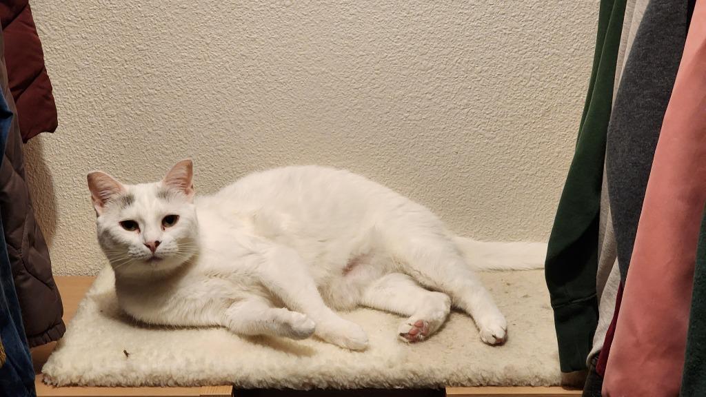 Biancha - now Yue, Adoptable, Adult Female Domestic Short Hair.