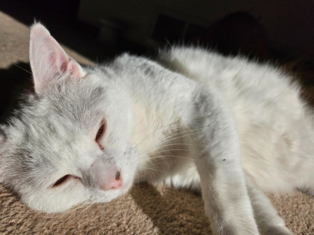 Enlarge Biancha - now Yue, a Adoptable mixed breed in Palmer, AK image 2/5