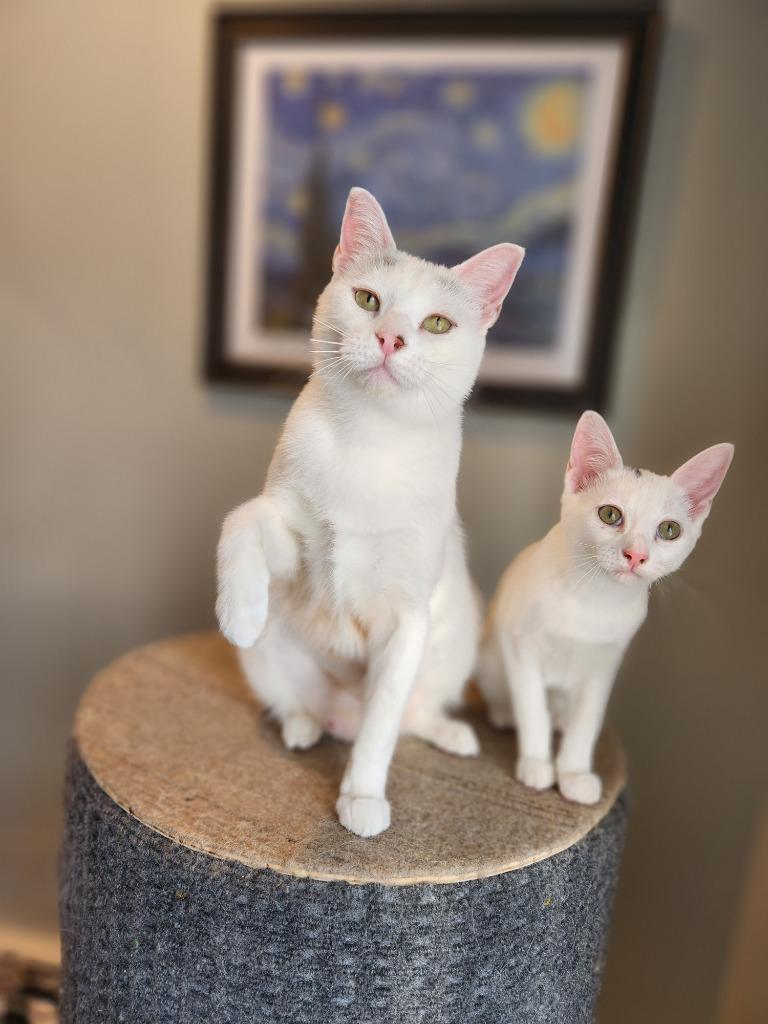 Enlarge Biancha - now Yue, a Adoptable mixed breed in Palmer, AK image 3/5