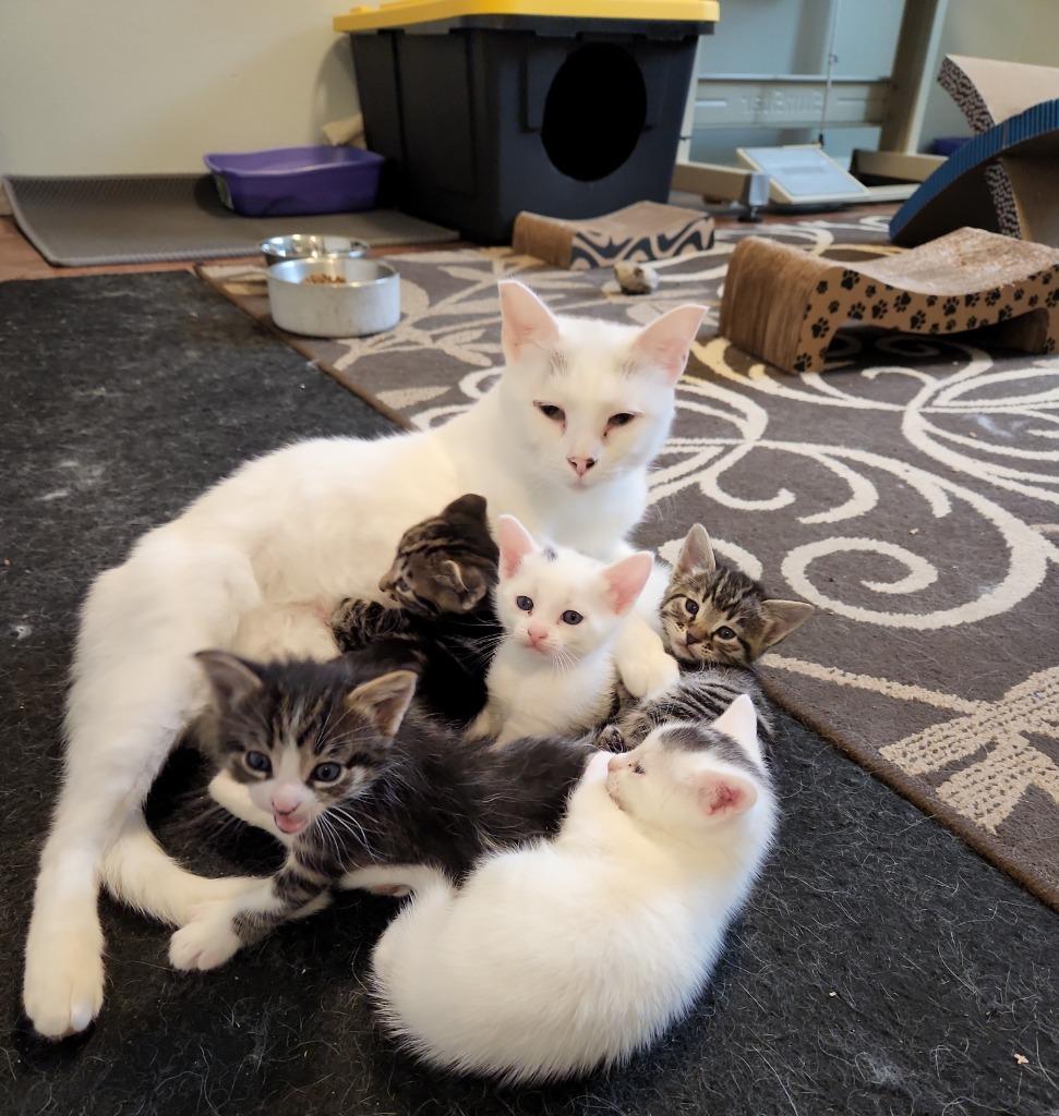 Enlarge Biancha - now Yue, a Adoptable mixed breed in Palmer, AK image 4/5