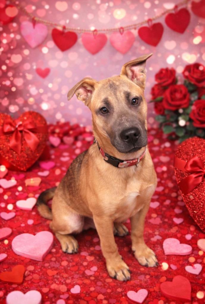 Dolly Parton, Adoptable, Puppy Female Mixed Breed.