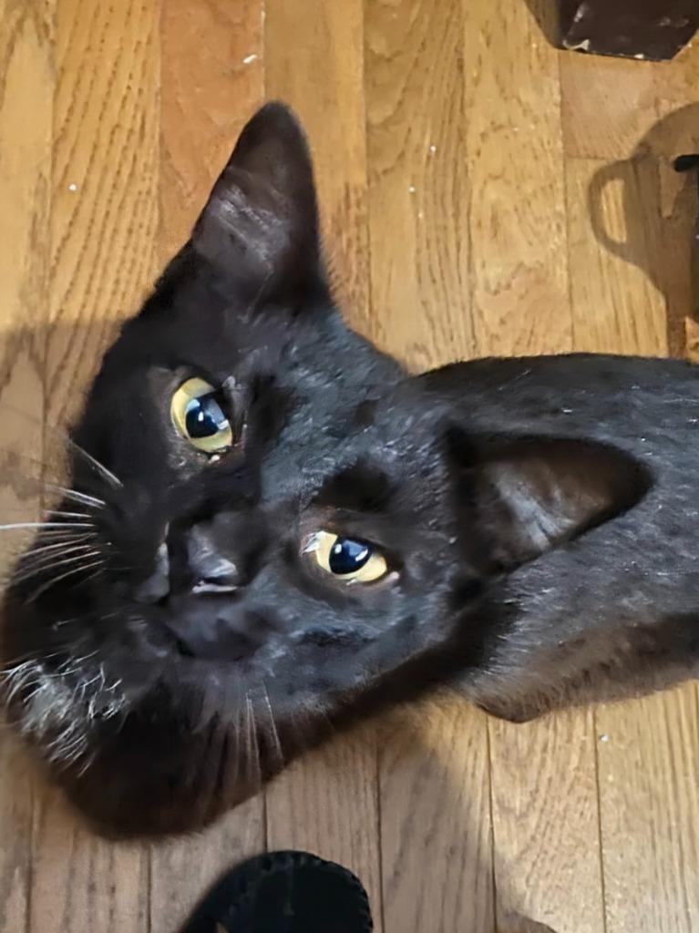 Wilson, Adopted, Adult Male Domestic Short Hair.