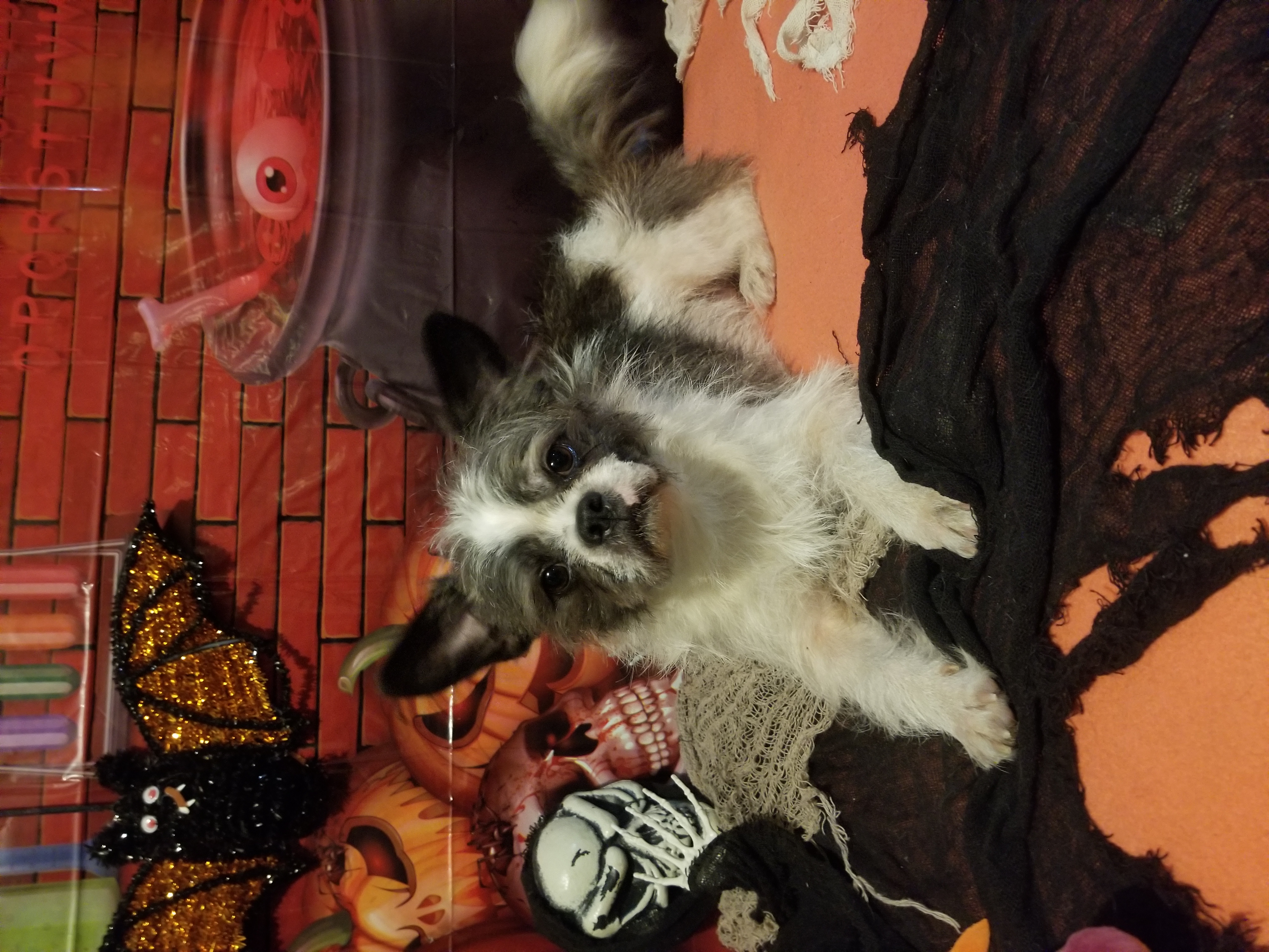 Archie photo 2