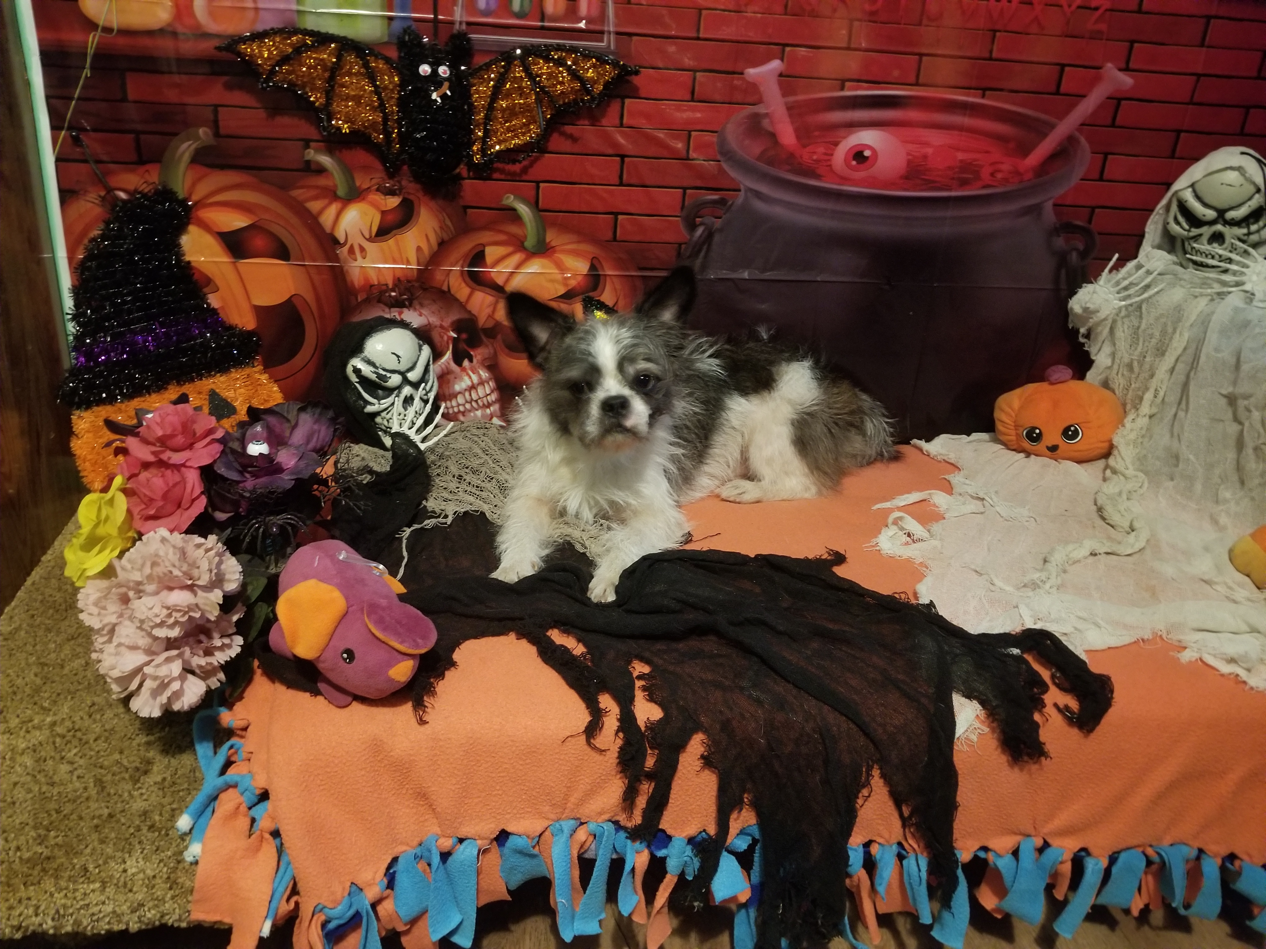Archie photo 3