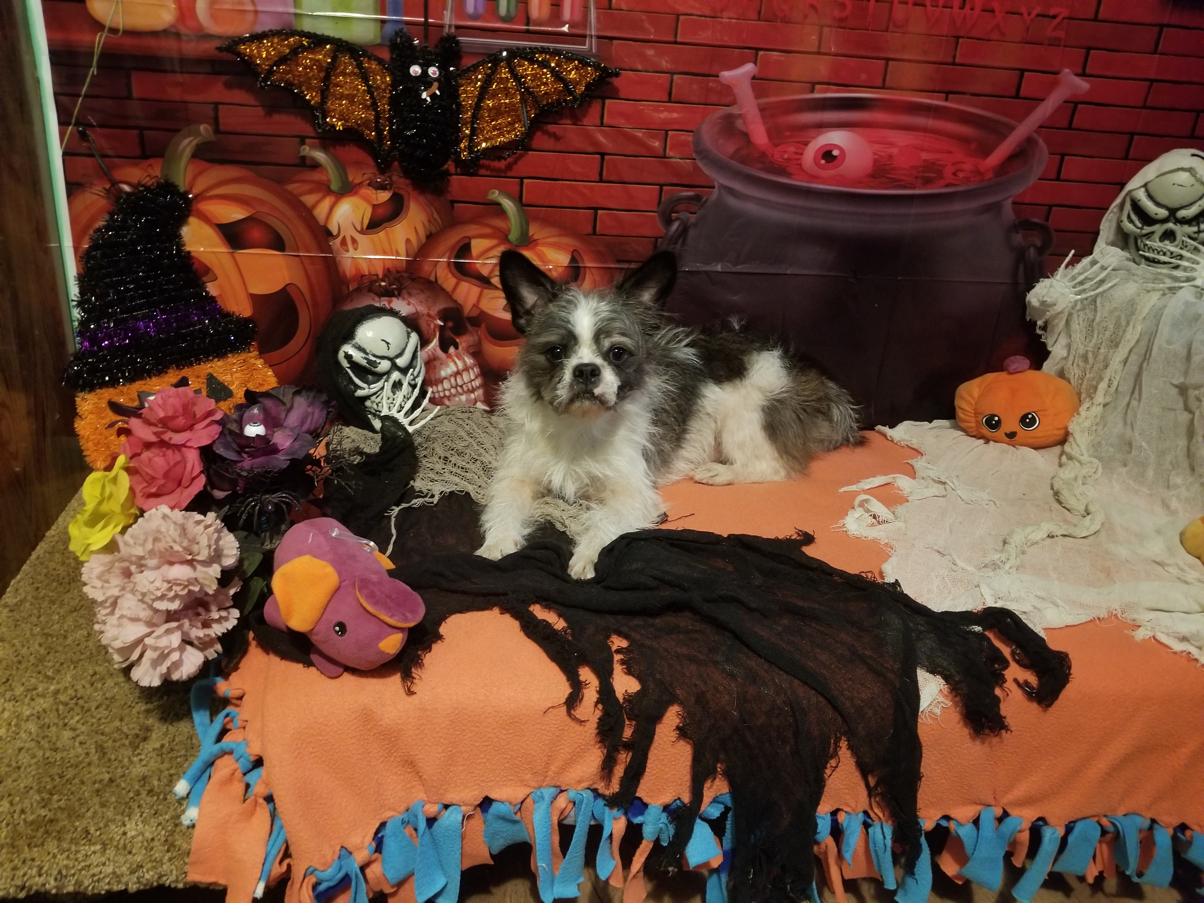 Archie photo 5
