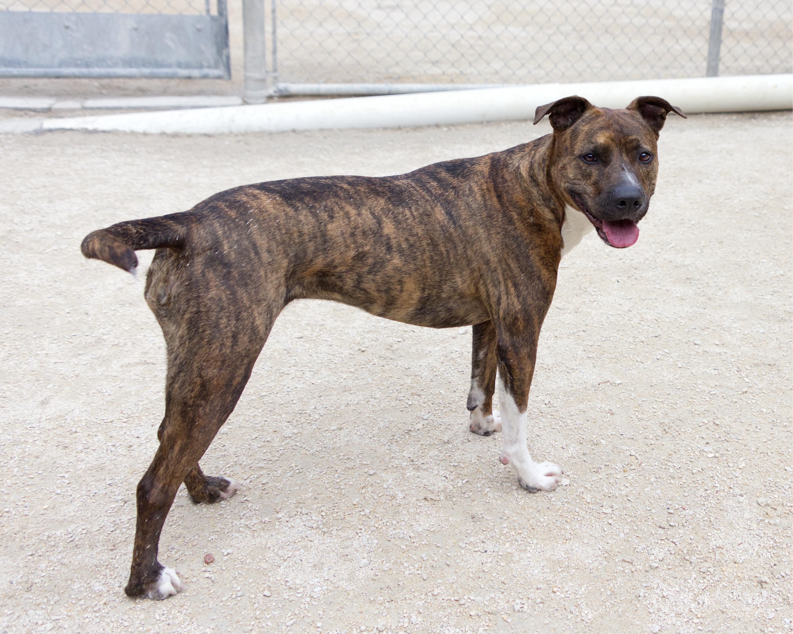 Enlarge Luna, an adoptable mixed breed in Winnipeg, MB image 2/3