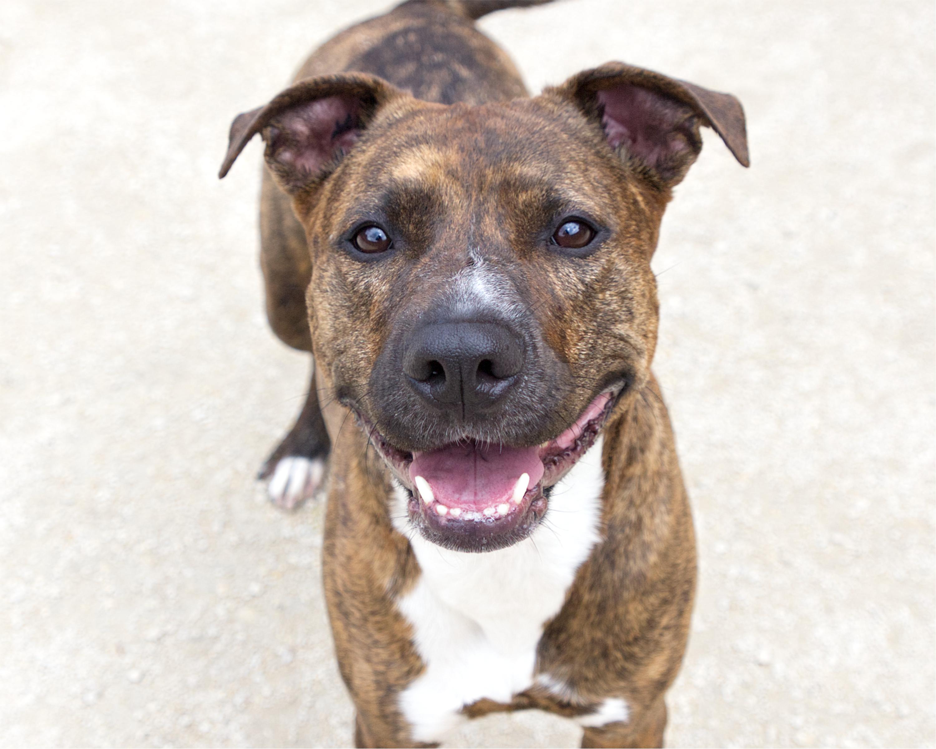 Luna, adoptable, Adult Female Boxer.