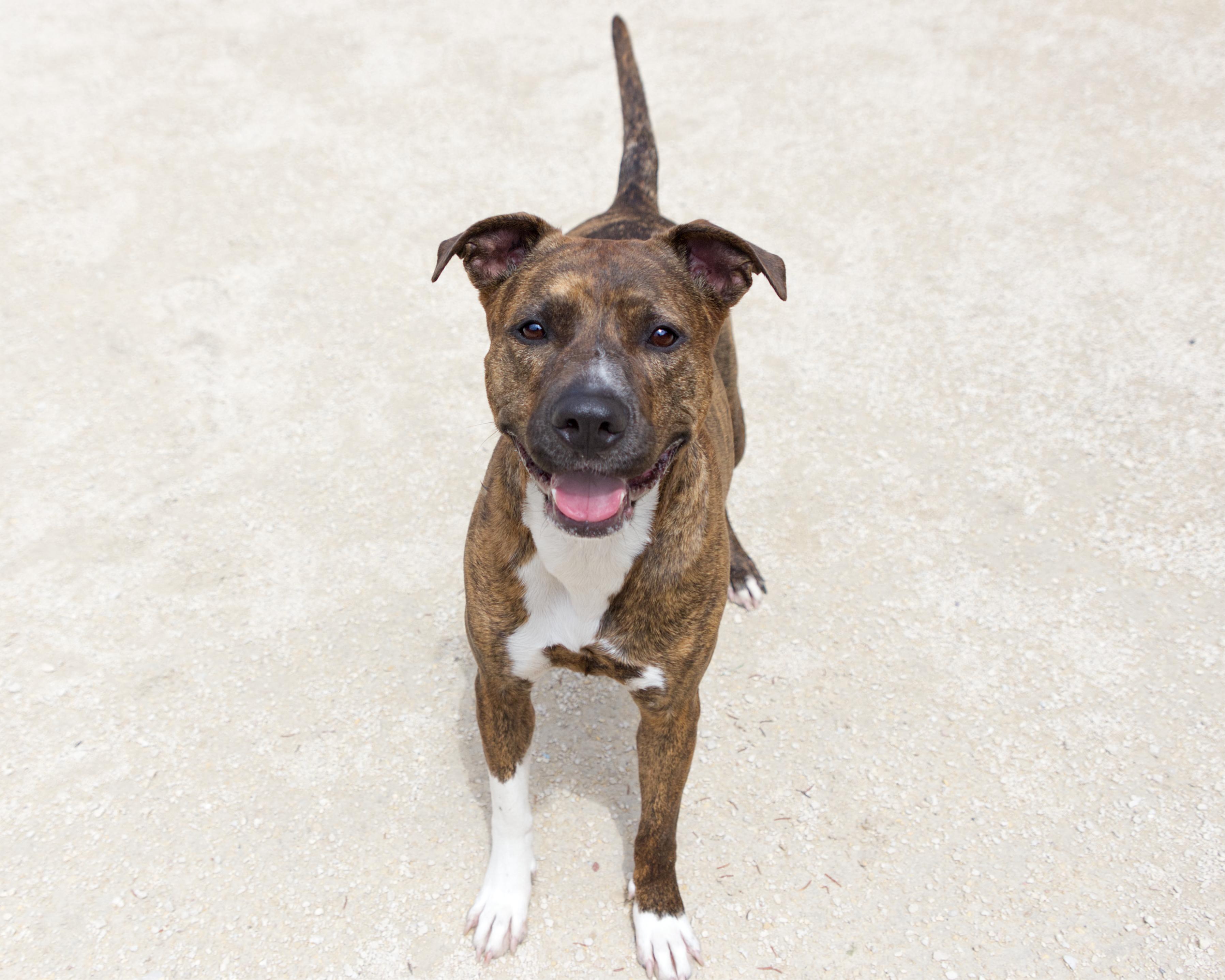 Enlarge Luna, an adoptable mixed breed in Winnipeg, MB image 3/3