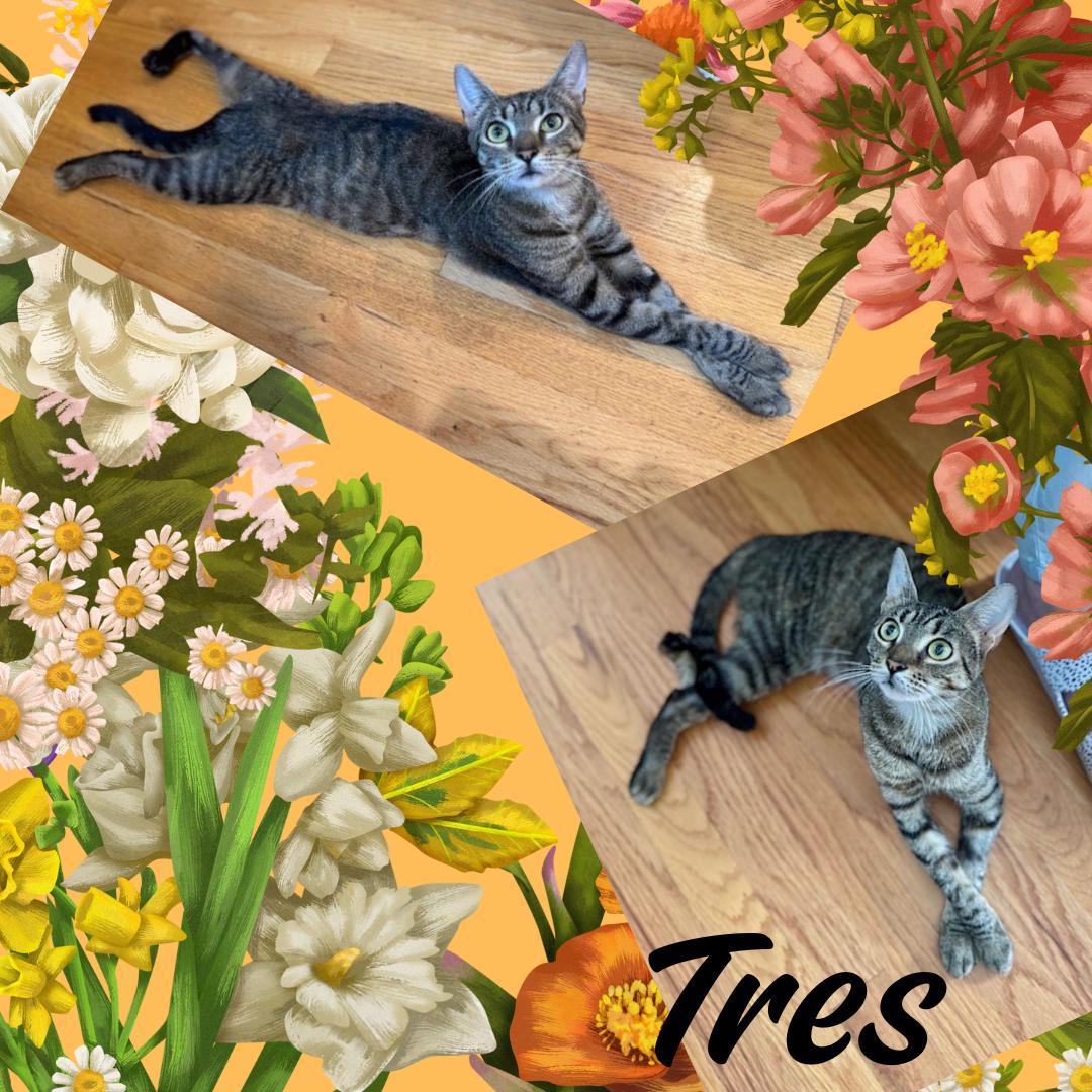 Tres, Adoptable, Young Female Domestic Short Hair.