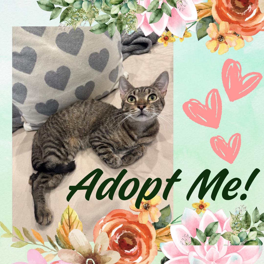 Enlarge Tres, a Adoptable Domestic Short Hair in Port Chester, NY image 2/3