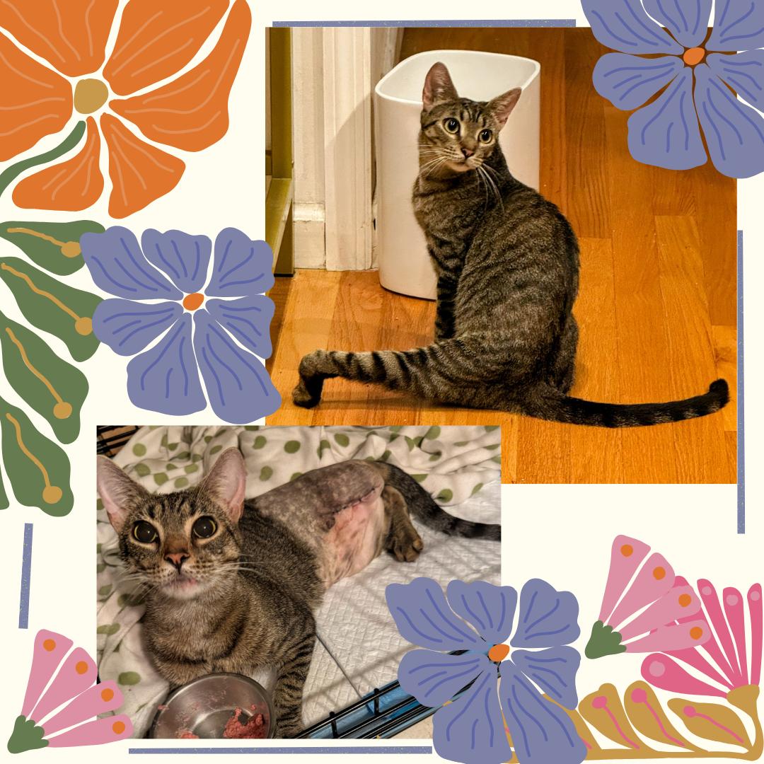 Enlarge Tres, a Adoptable Domestic Short Hair in Port Chester, NY image 3/3
