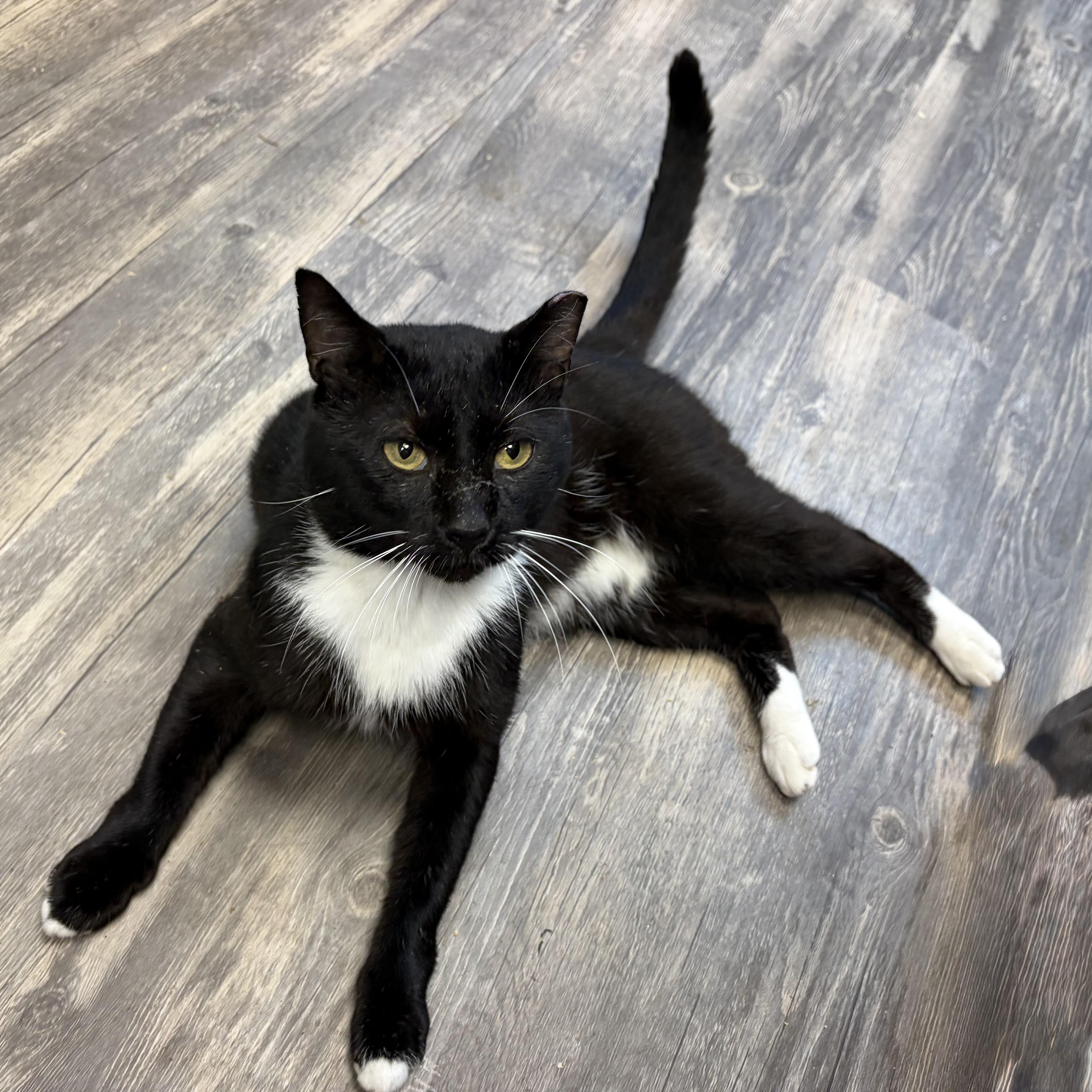 Enlarge Rambo, a Adoptable Domestic Short Hair in Cortland, NY image 1/1