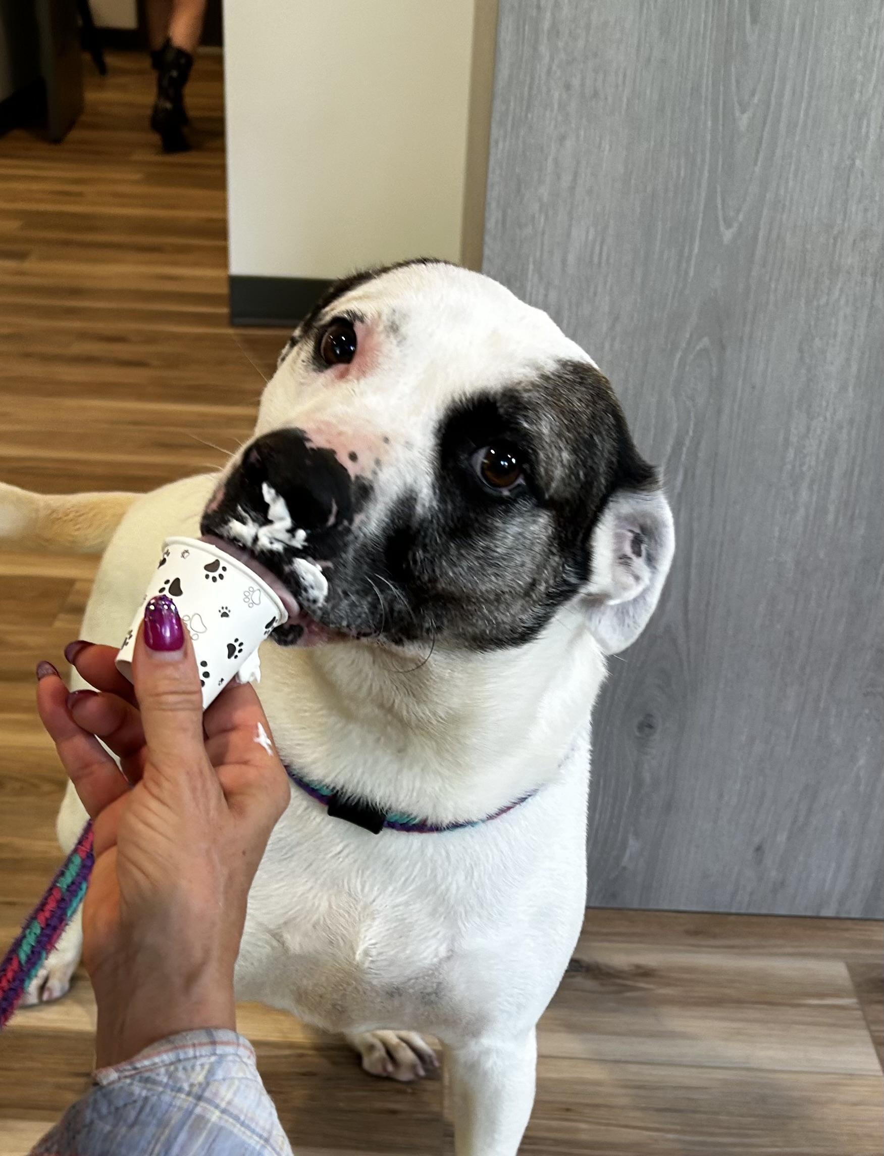 Gus, a Adoptable mixed breed image 1/5