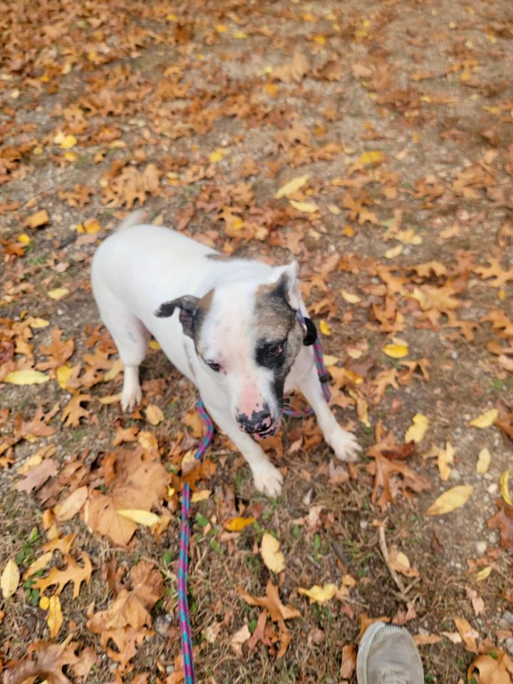 Gus, a Adoptable mixed breed image 3/5