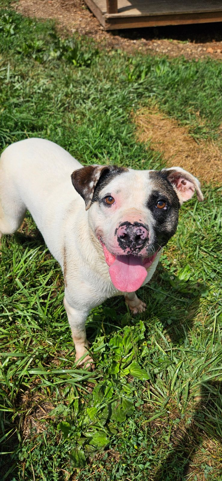 Gus, a Adoptable mixed breed image 4/5