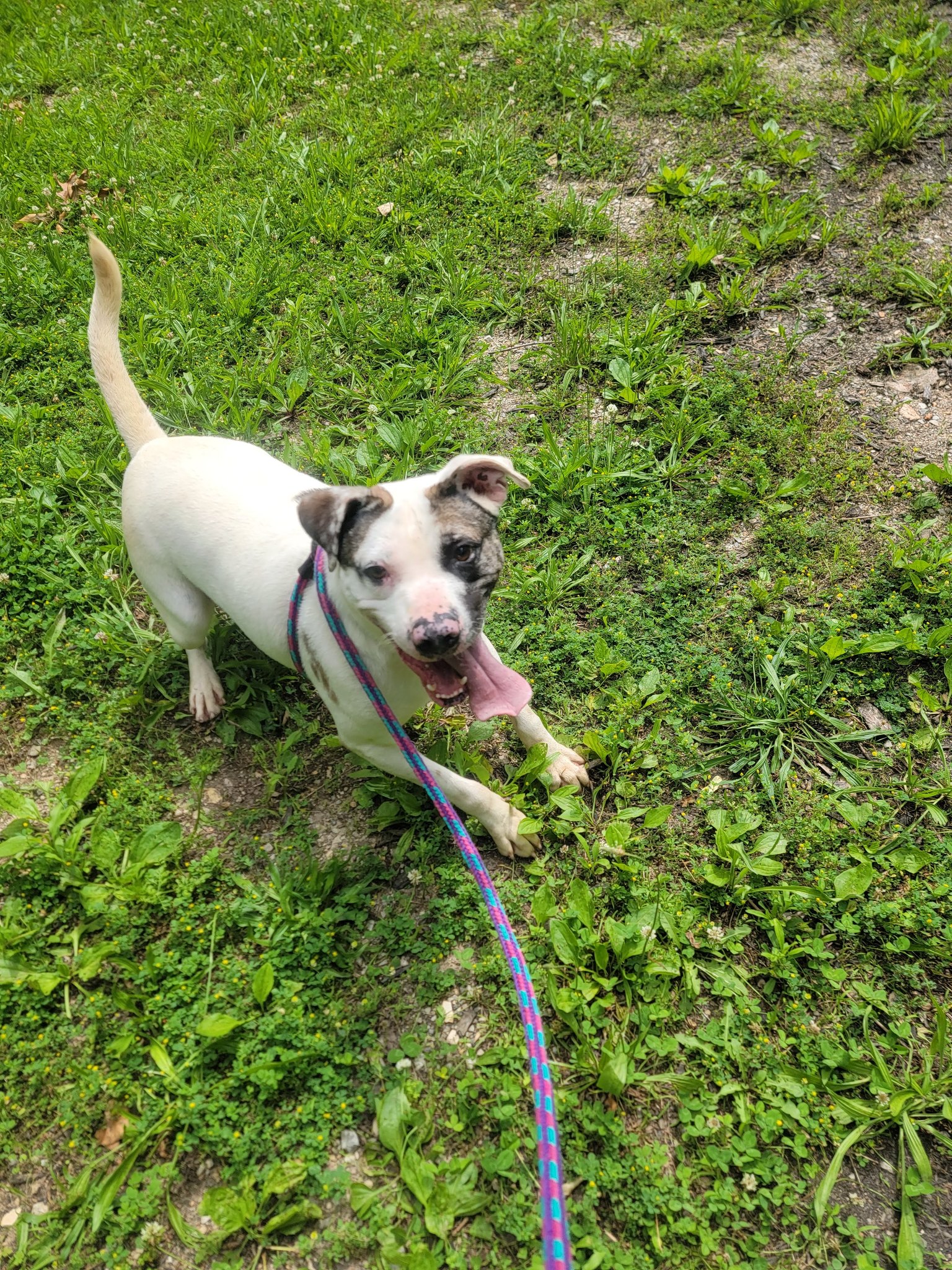 Gus, a Adoptable mixed breed image 2/5