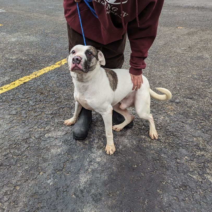 Gus, a Adoptable mixed breed image 5/5