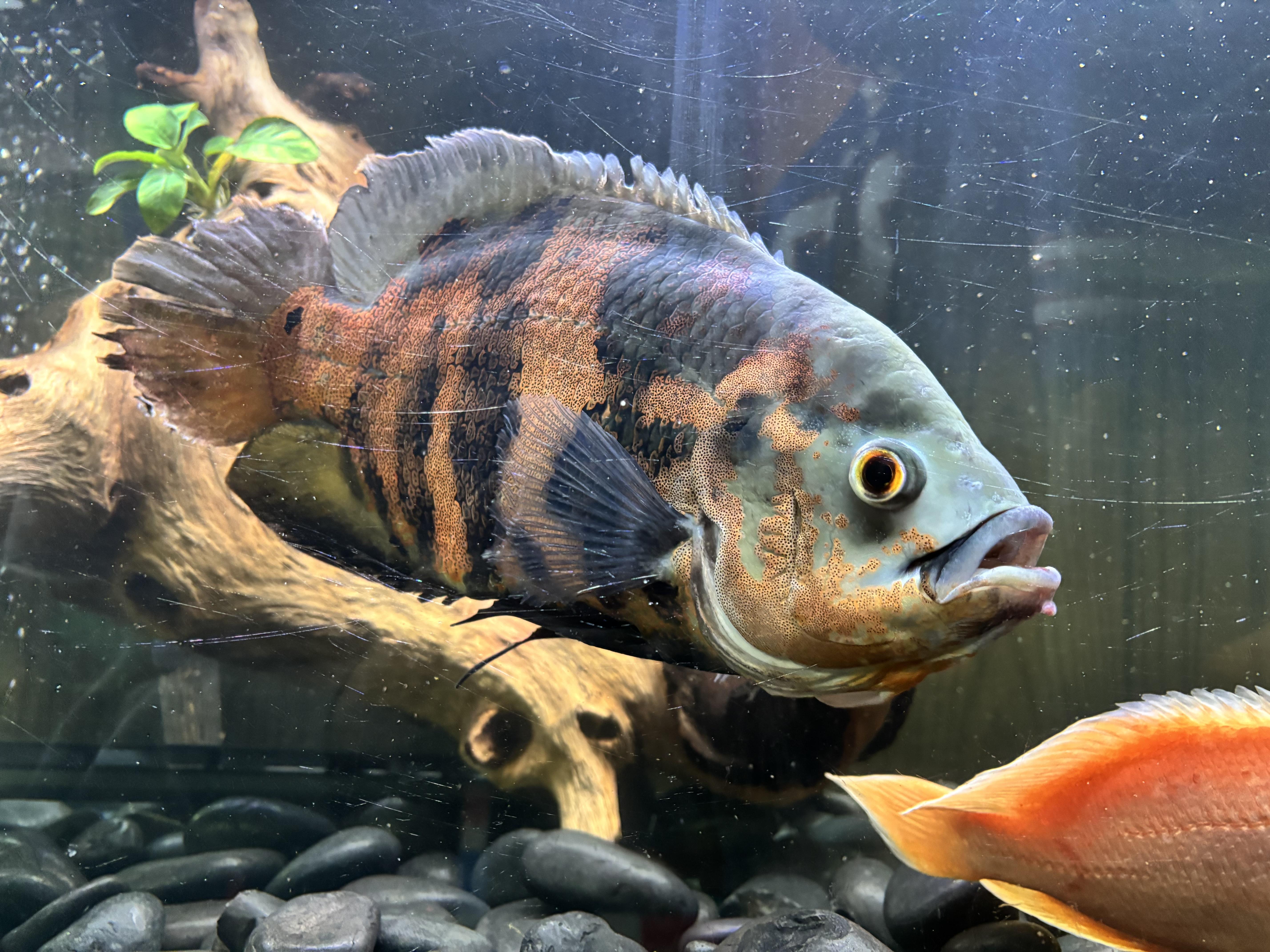 Wonka, Adoptable, Adult Unknown Freshwater Fish.