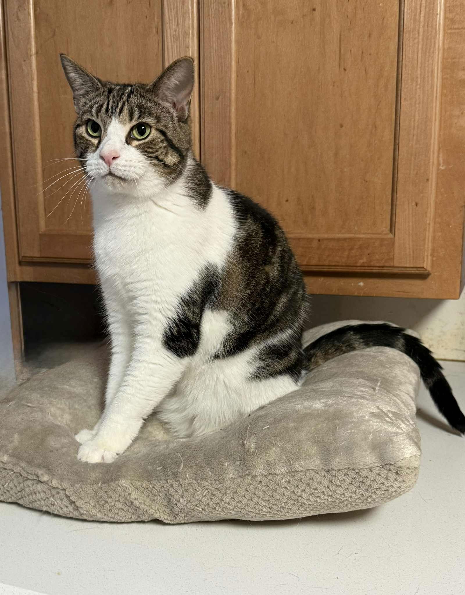 TURTLE, a Adoptable Tabby in Capshaw, AL image 1/2