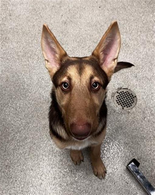 FINN, Adoptable, Puppy Male German Shepherd Dog.