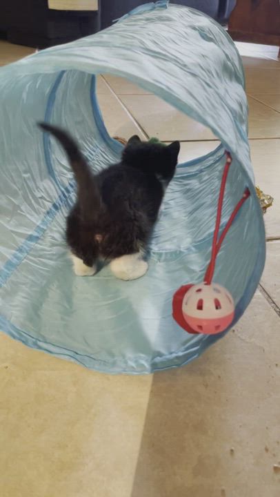 Enlarge Billy, a Adopted mixed breed in Phoenix, AZ video 1/6