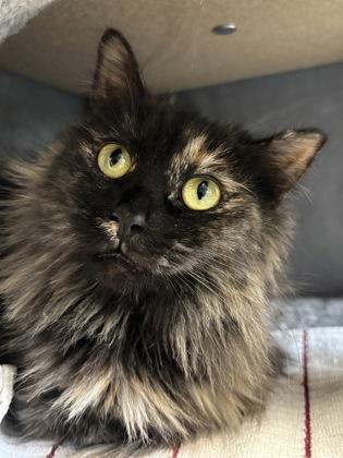 Tiffany, Adoptable, Adult Female Domestic Medium Hair & Domestic Short Hair.