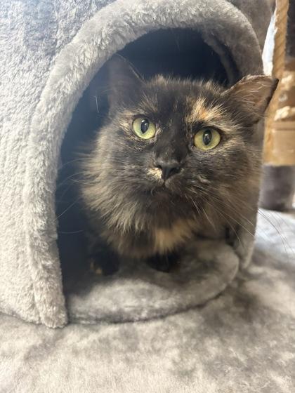 Enlarge Tiffany, a Adoptable mixed breed in Maumee, OH image 2/3