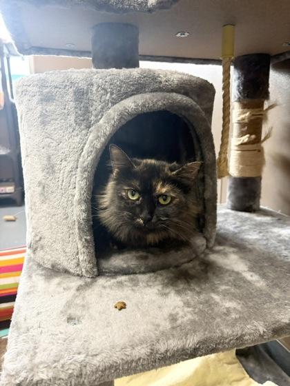 Enlarge Tiffany, a Adoptable mixed breed in Maumee, OH image 3/3