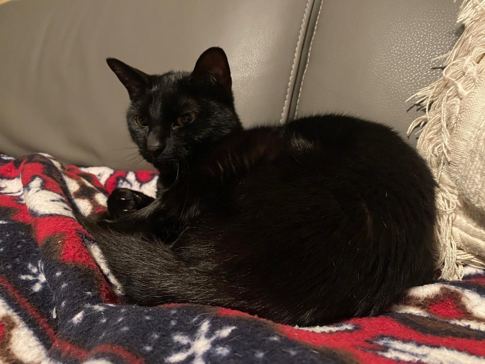 Castle, Adoptable, Adult Female Domestic Short Hair.