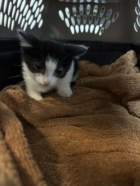 HISSY PANTS, Adoptable, Kitten Female Domestic Short Hair.