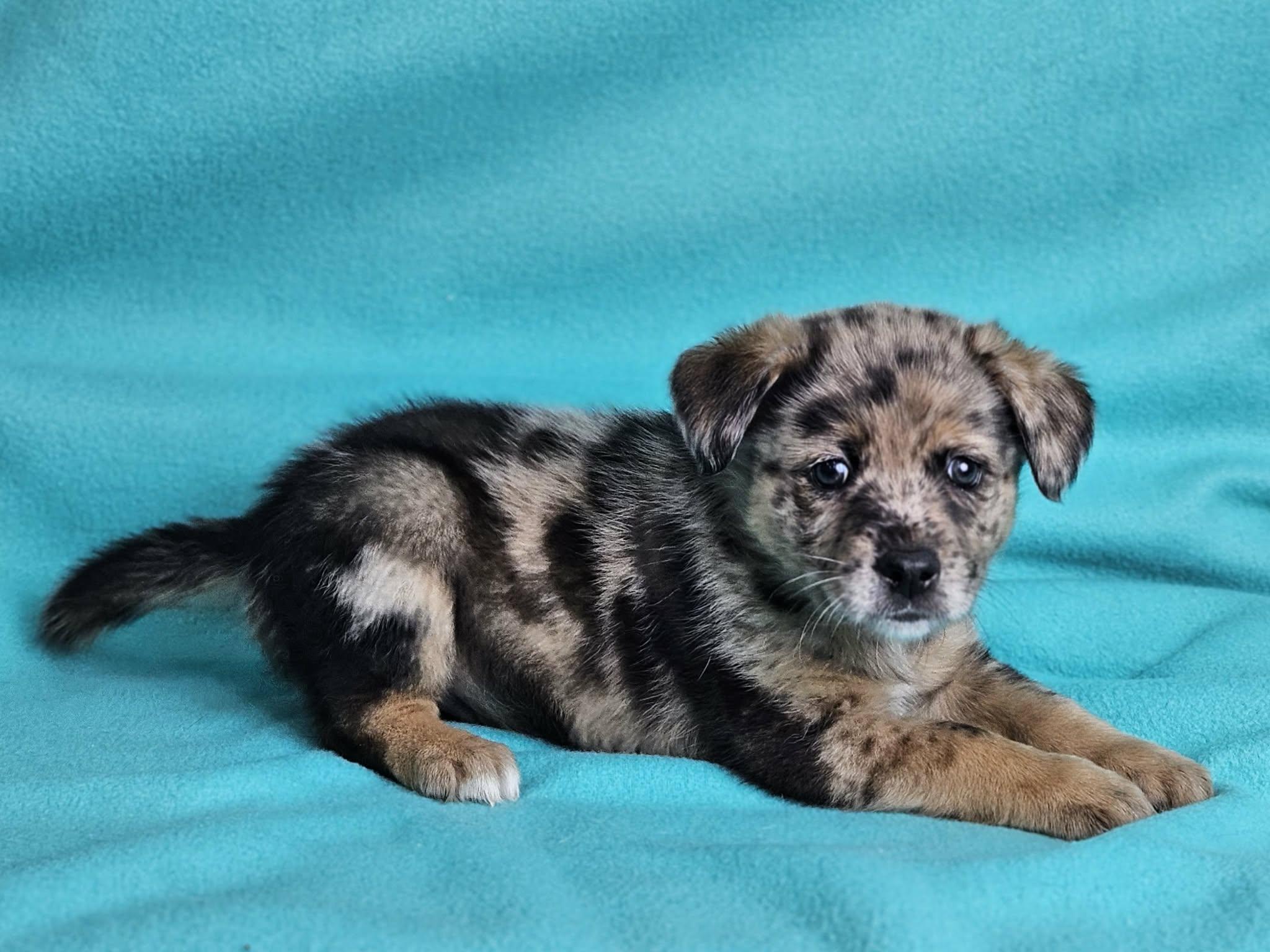 Cedar, adopted, Puppy Male Anatolian Shepherd.