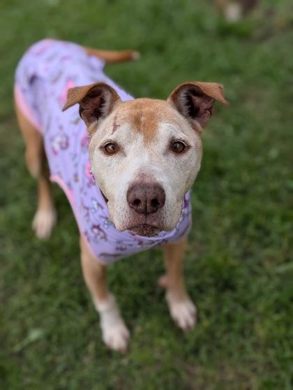 Margo, Adoptable, Adult Female Pit Bull Terrier & Mixed Breed.